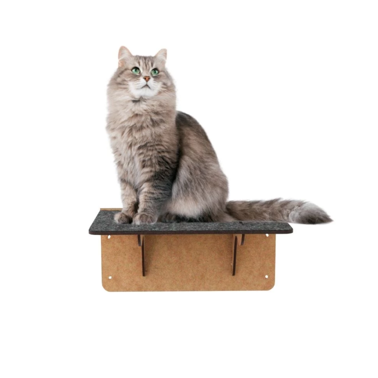 Circuito Gatos Zeelux